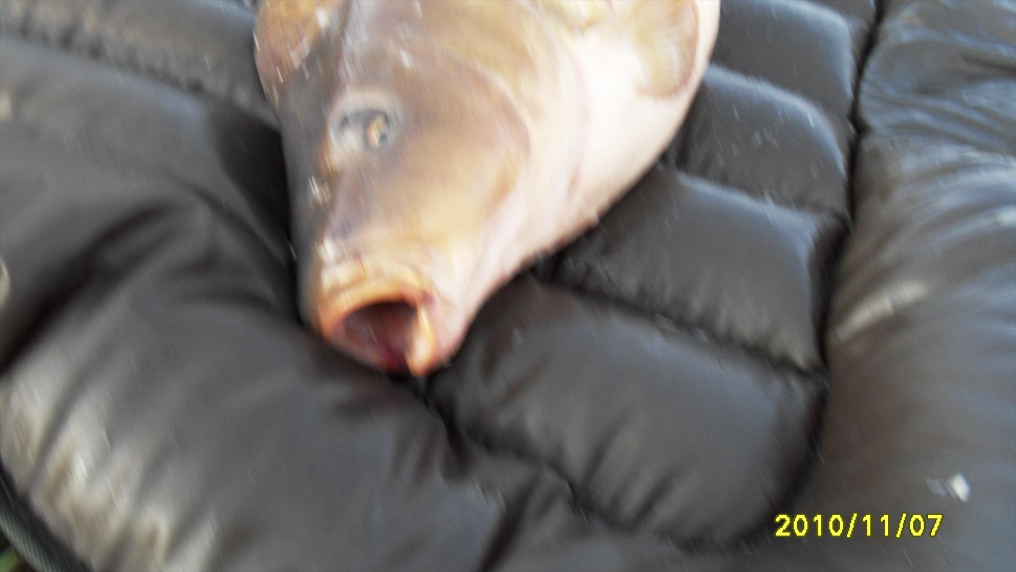 Livada de Bihor 2010 - livada-de-bihor-2010-057.JPG